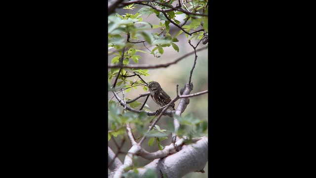 Peruvian Pygmy-Owl - ML647369071