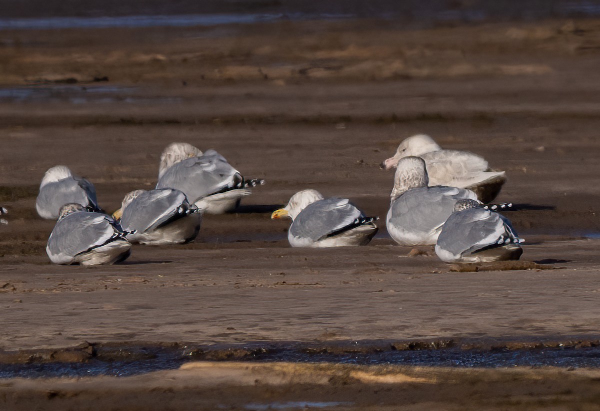 Glaucous Gull - ML647369074