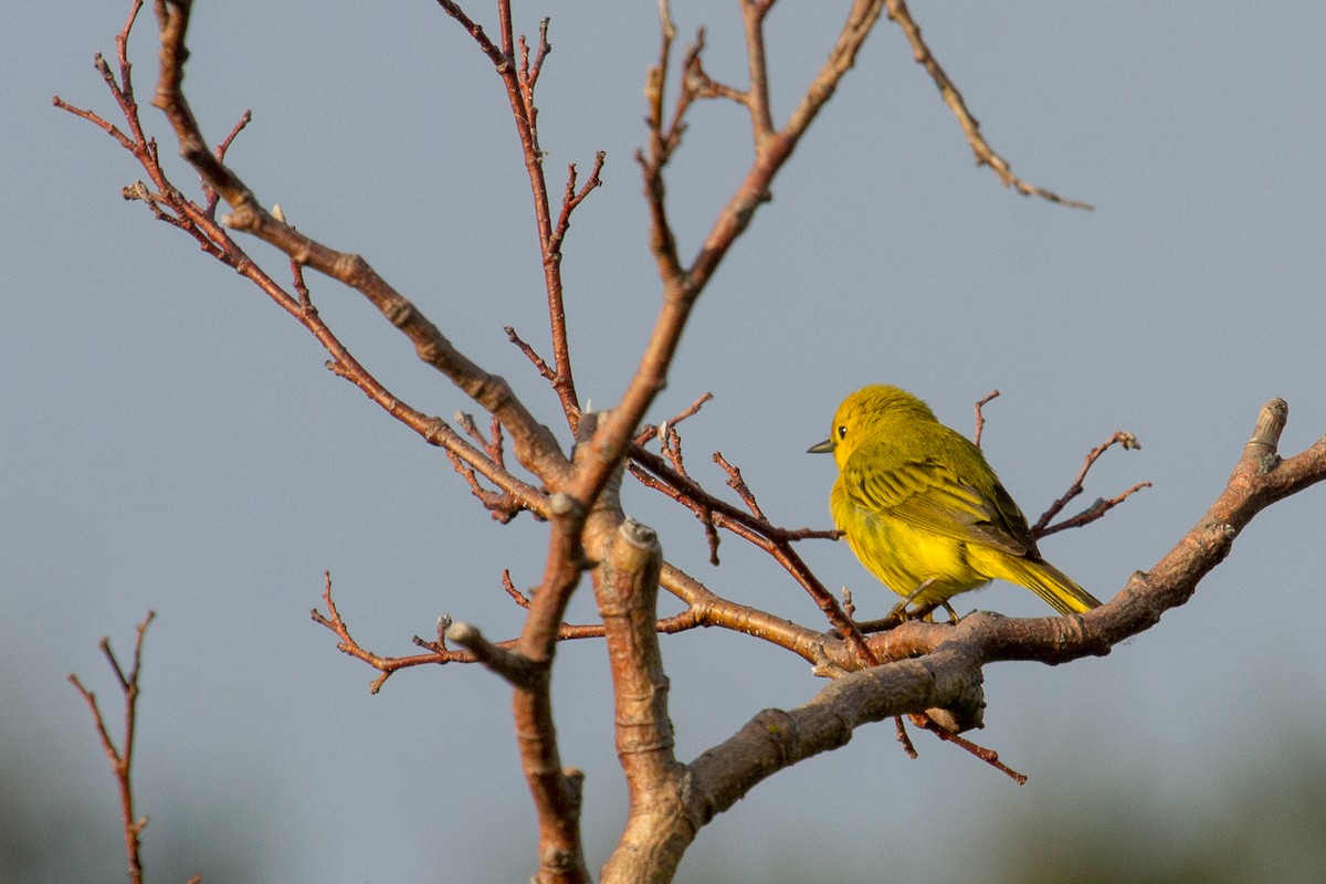 Northern Yellow Warbler - ML647369076