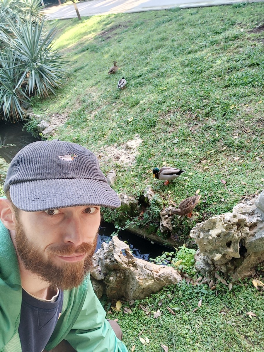 Mallard - ML647369102