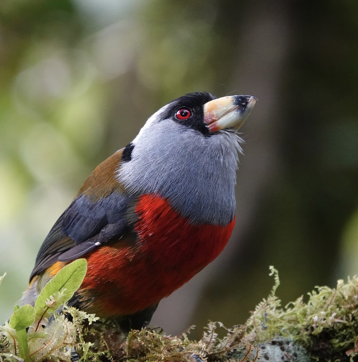 Toucan Barbet - ML647369127