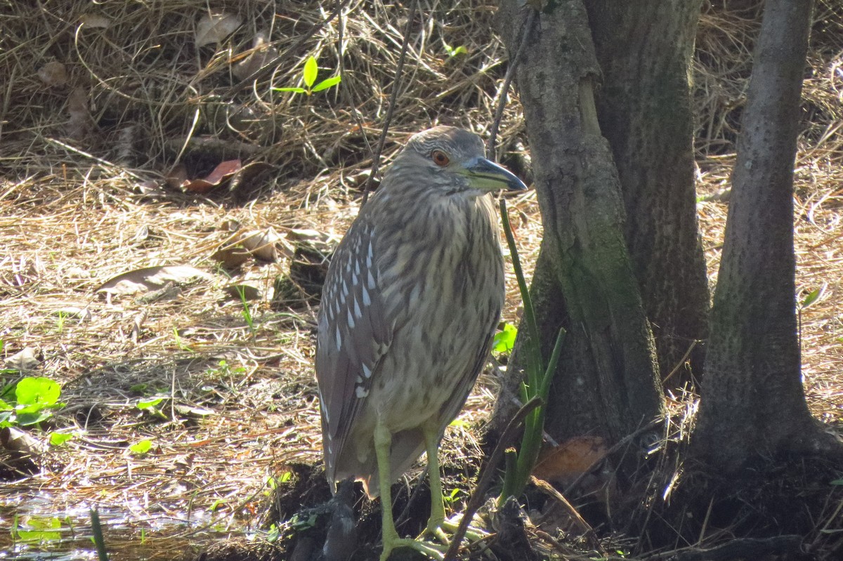 Black-crowned Night Heron - ML647369130