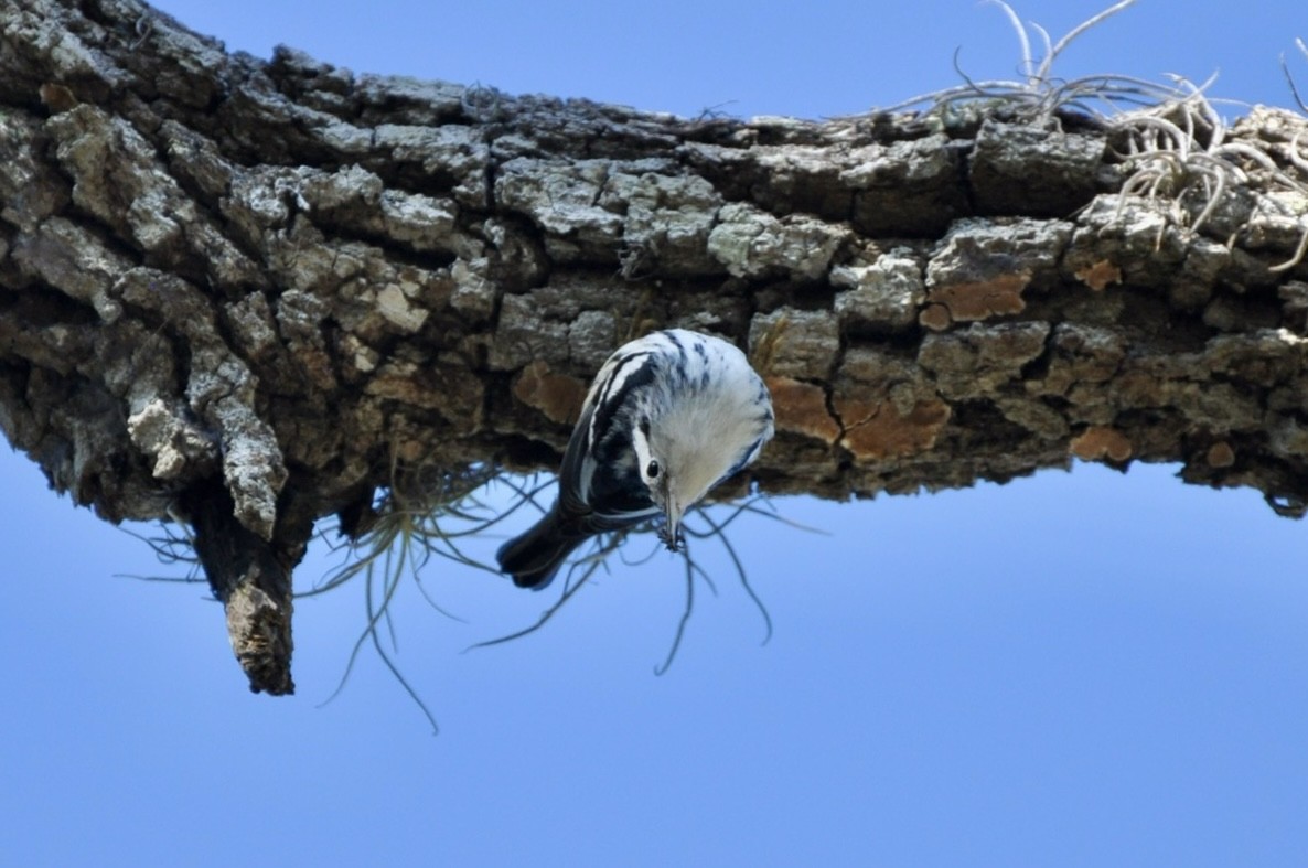 Black-and-white Warbler - ML647369135