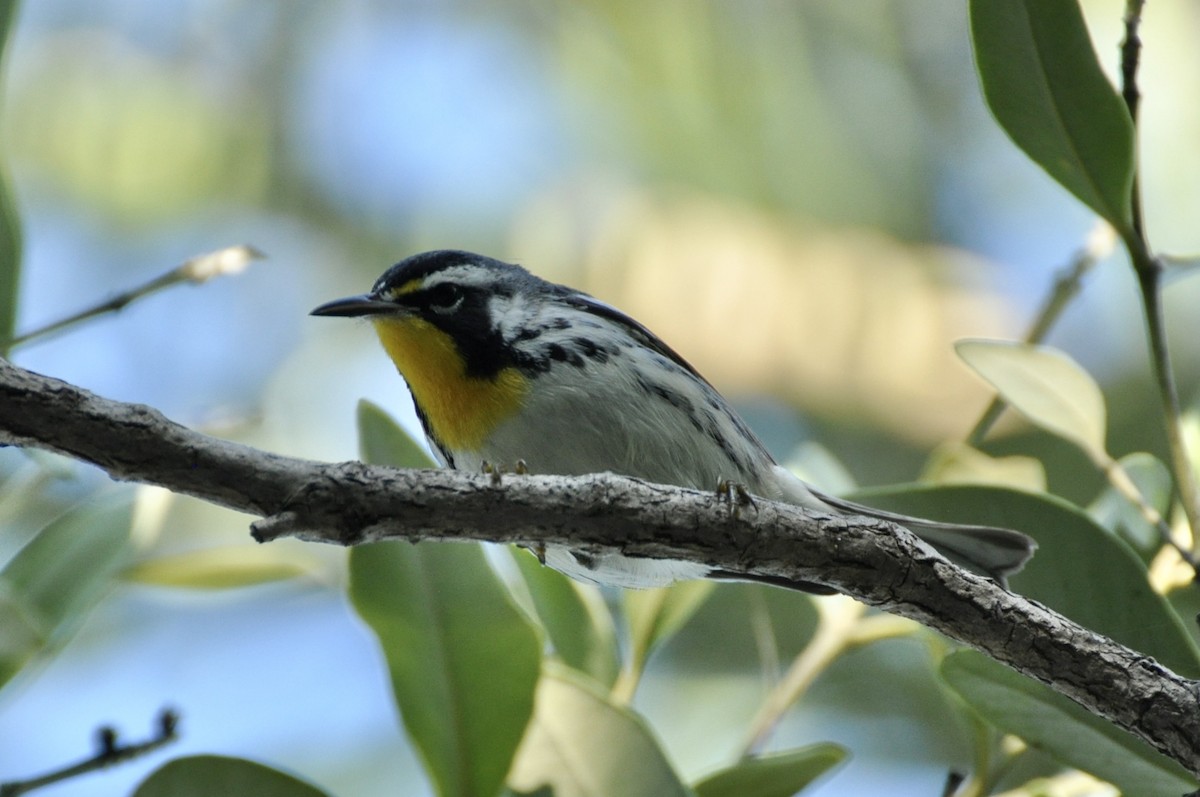 Yellow-throated Warbler - ML647369145