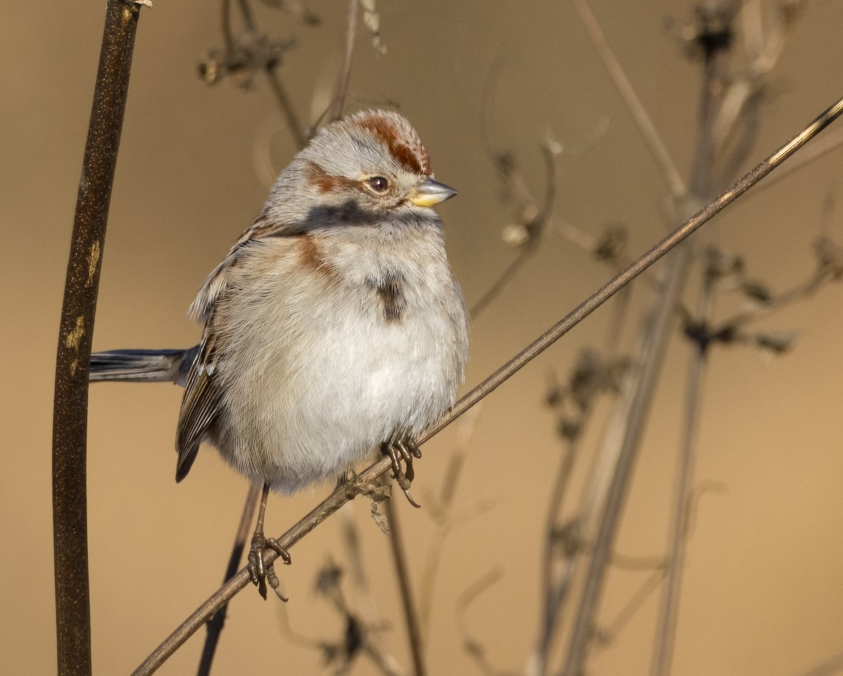 American Tree Sparrow - ML647369156