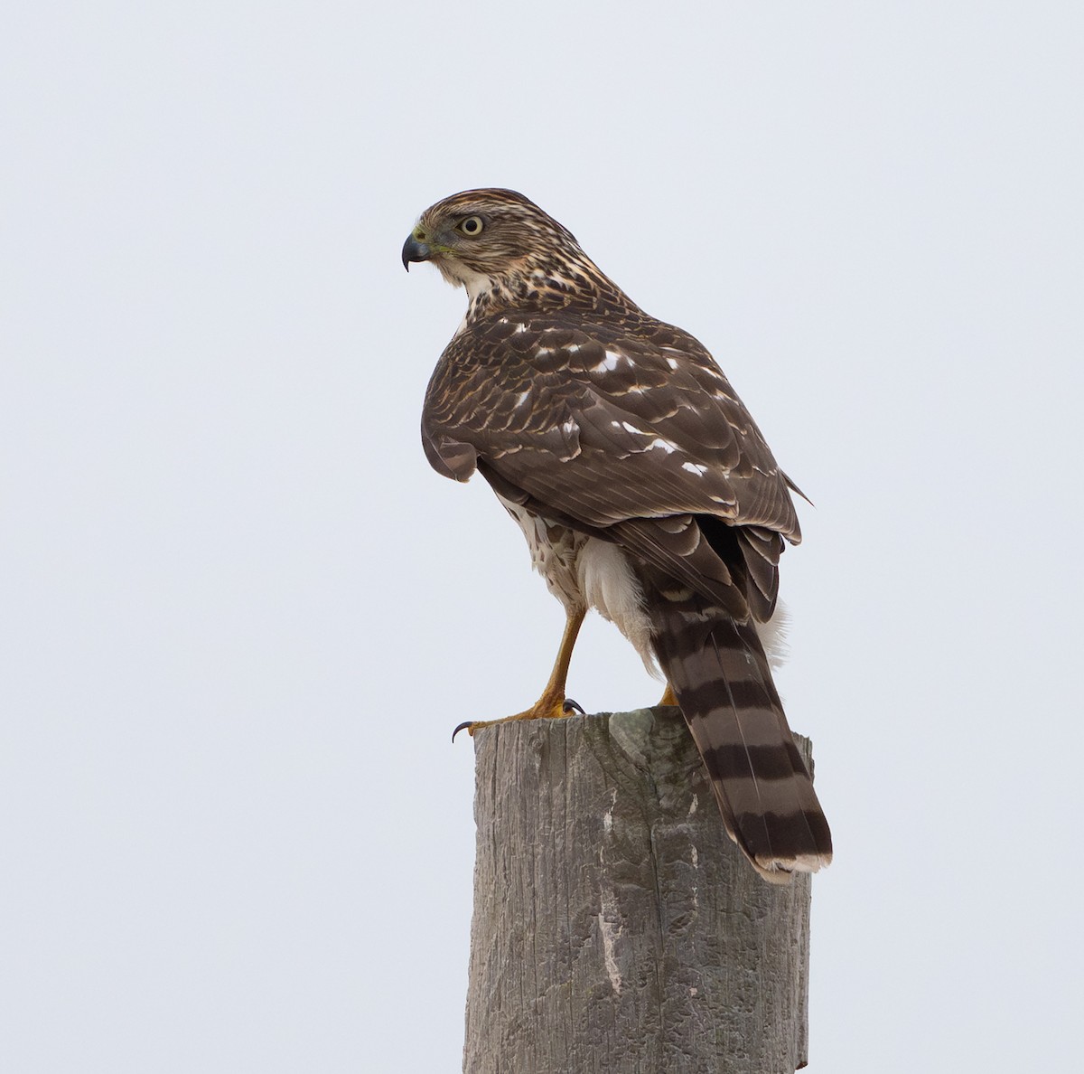 Cooper's Hawk - ML647369164