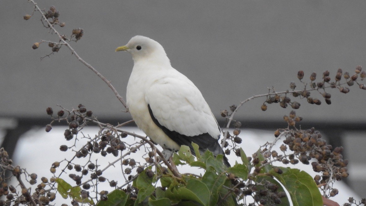 Torresian Imperial-Pigeon - ML647369175