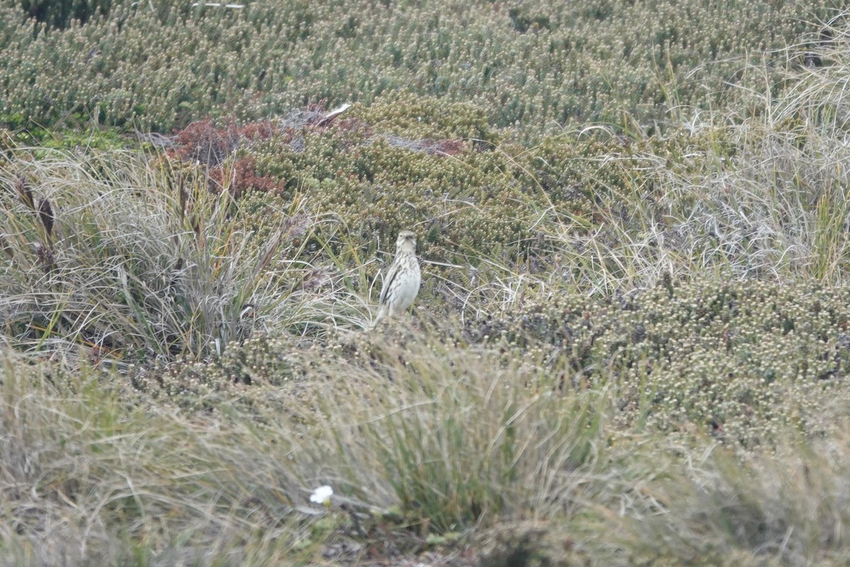 Bisbita Correndera - ML647369204