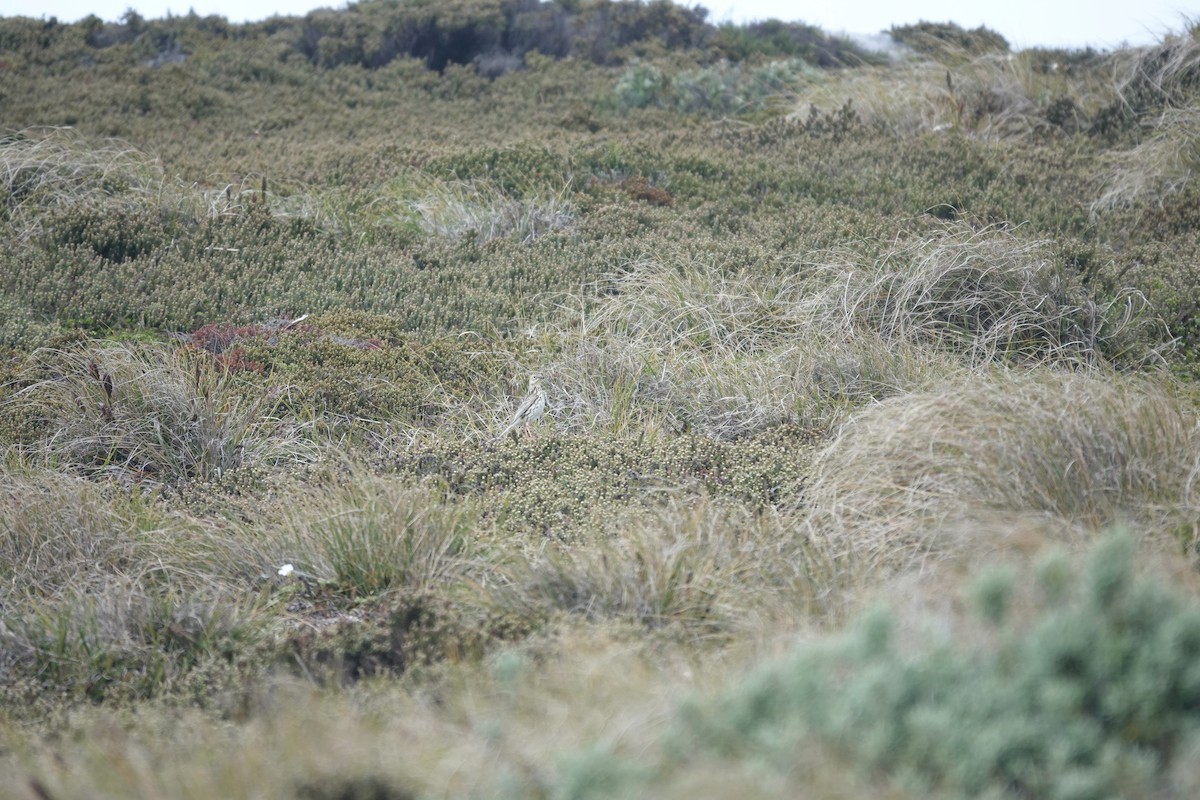 Bisbita Correndera - ML647369205