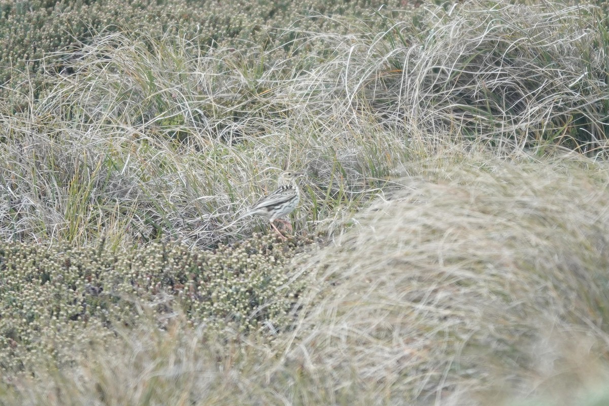 Bisbita Correndera - ML647369206