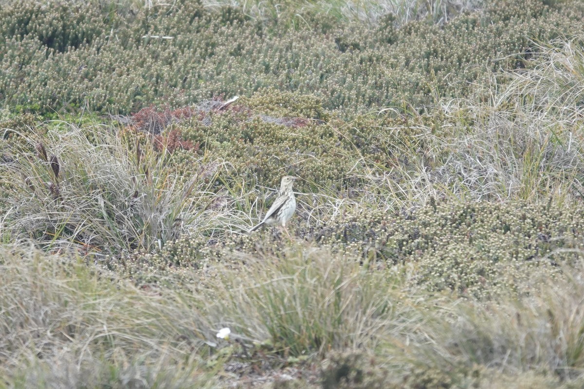 Bisbita Correndera - ML647369207