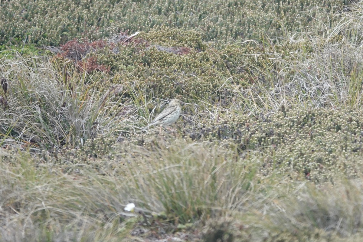 Bisbita Correndera - ML647369208