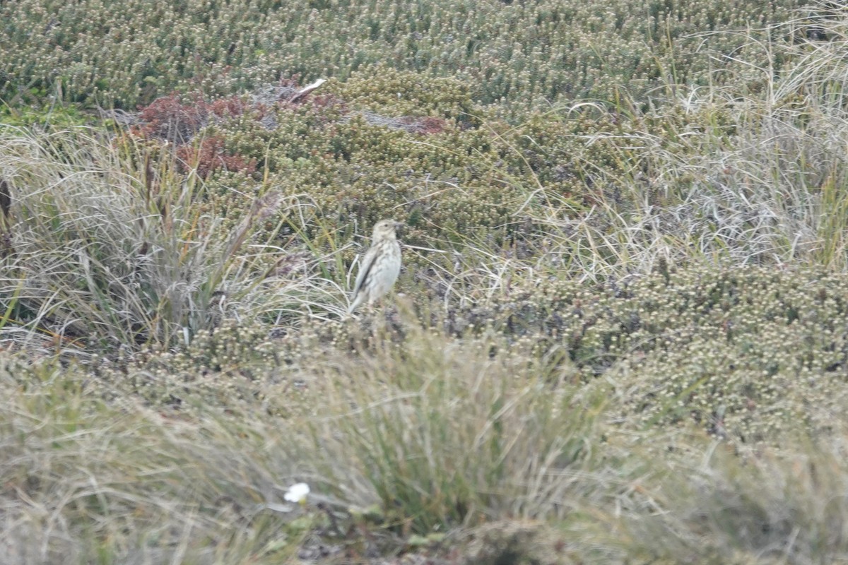 Bisbita Correndera - ML647369209