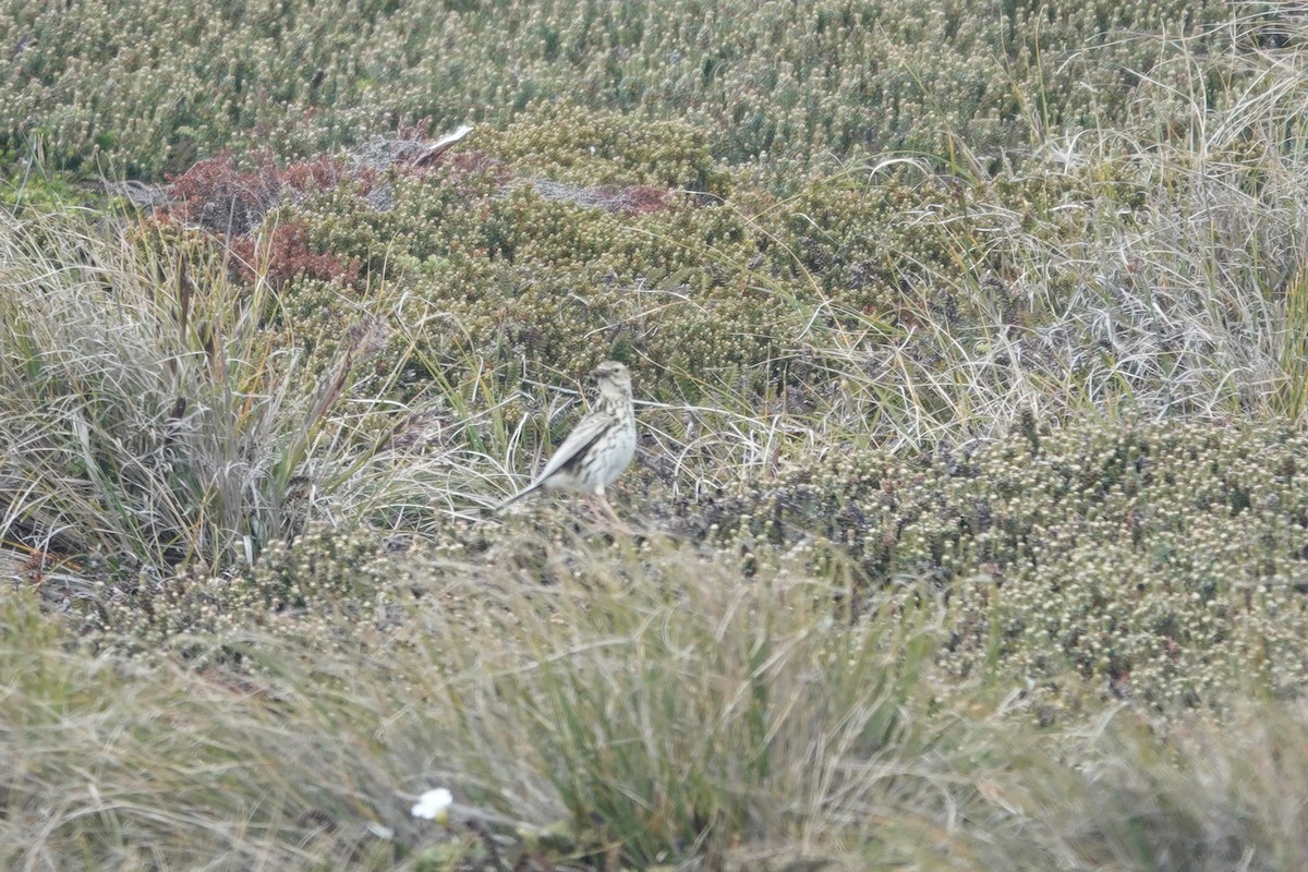 Bisbita Correndera - ML647369210