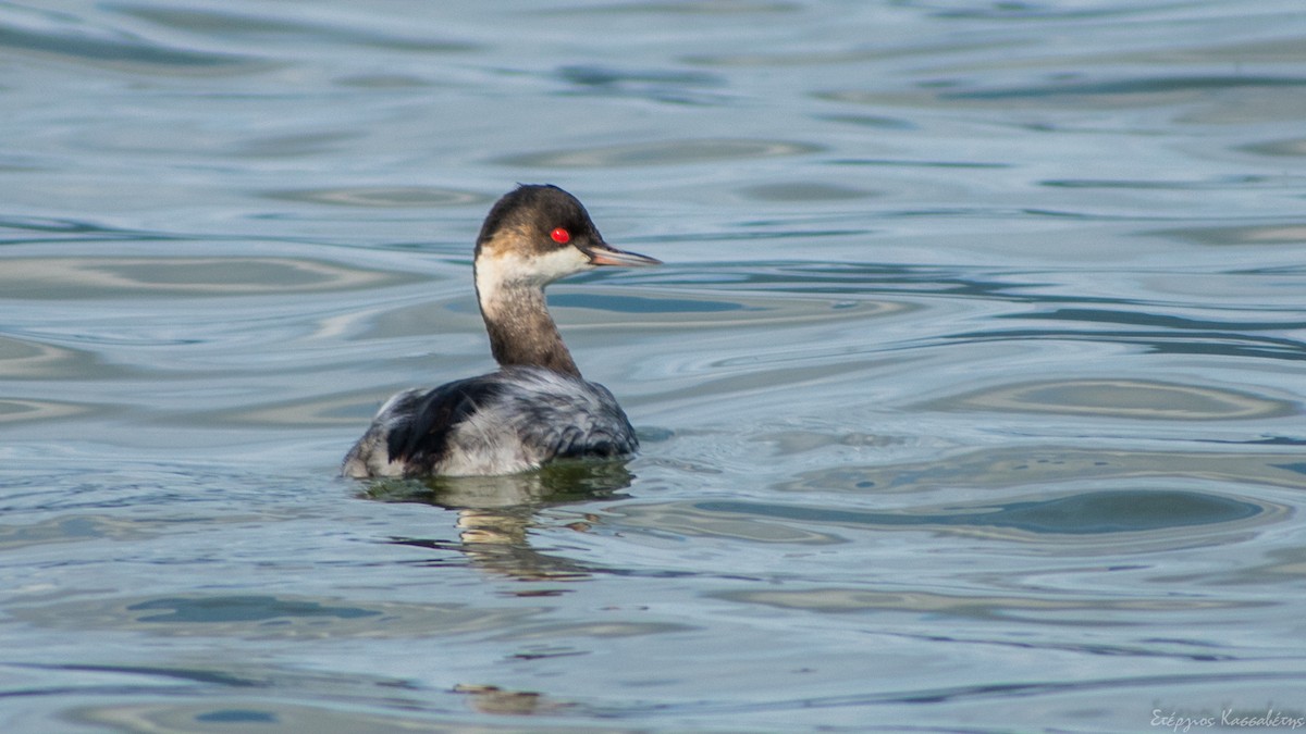 Eared Grebe - ML647369268