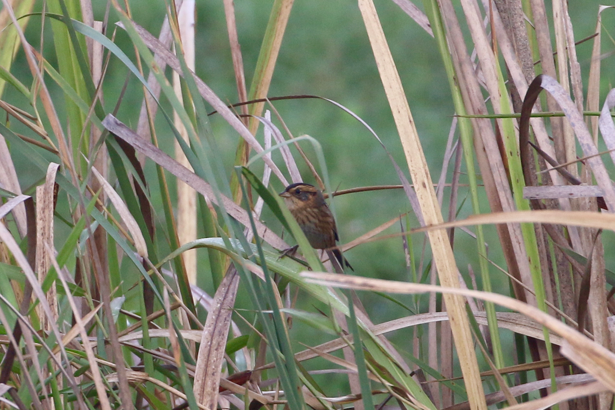 Nelson's Sparrow - ML647369269