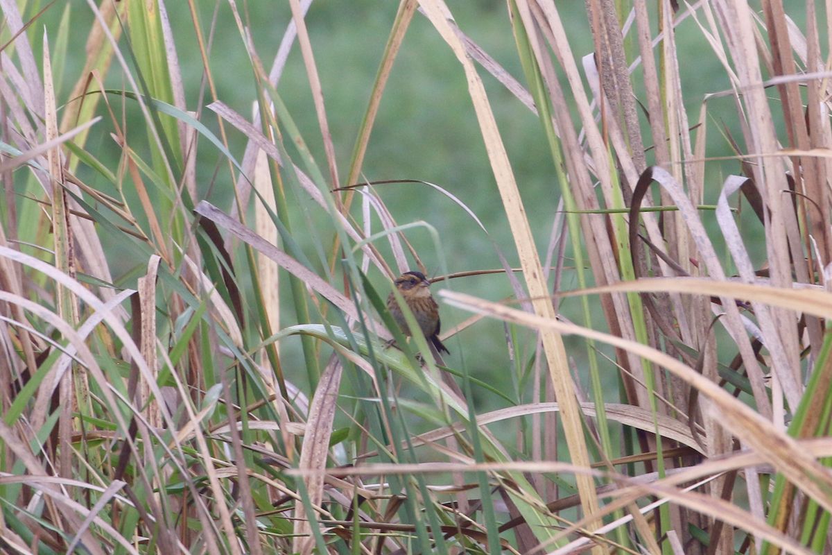 Nelson's Sparrow - ML647369270