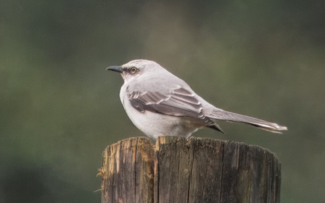 Tropikal Taklitçi - ML647369289