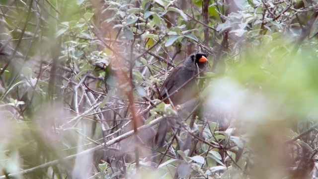 Gray-winged Inca-Finch - ML647369300