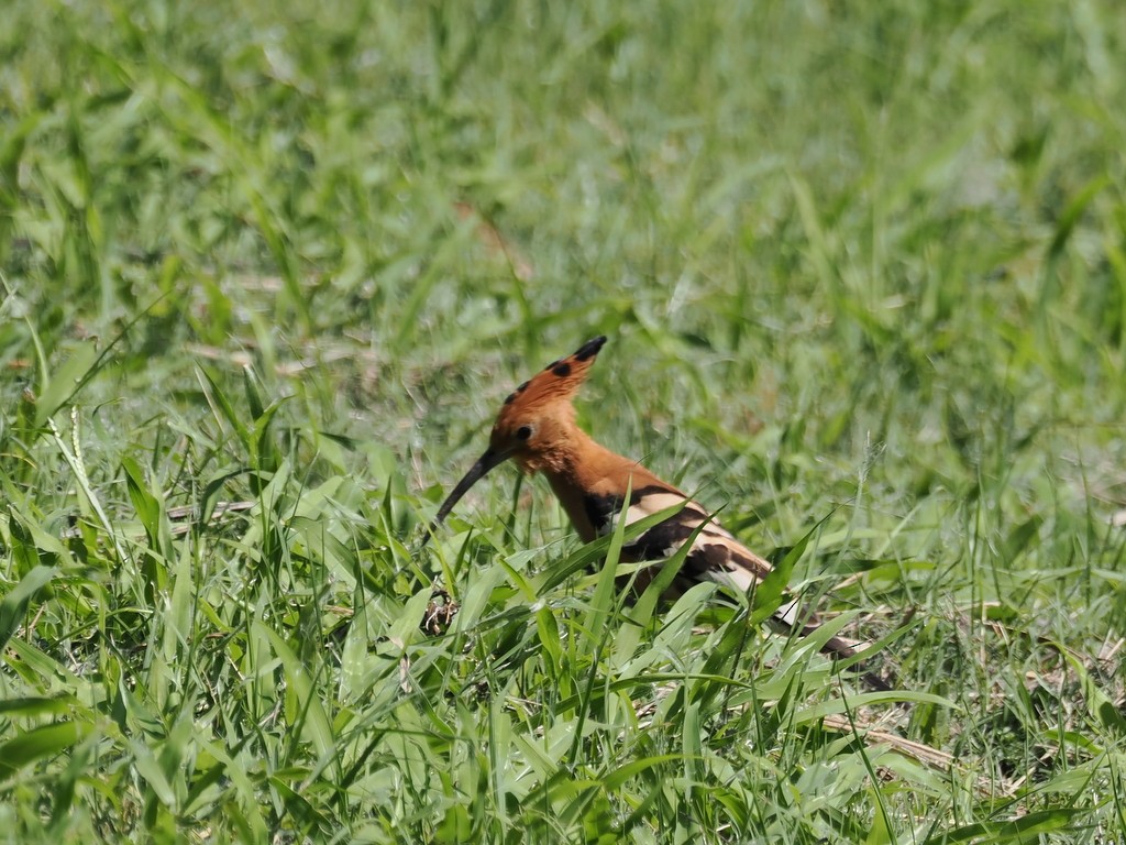 Huppe fasciée (africana) - ML647369305