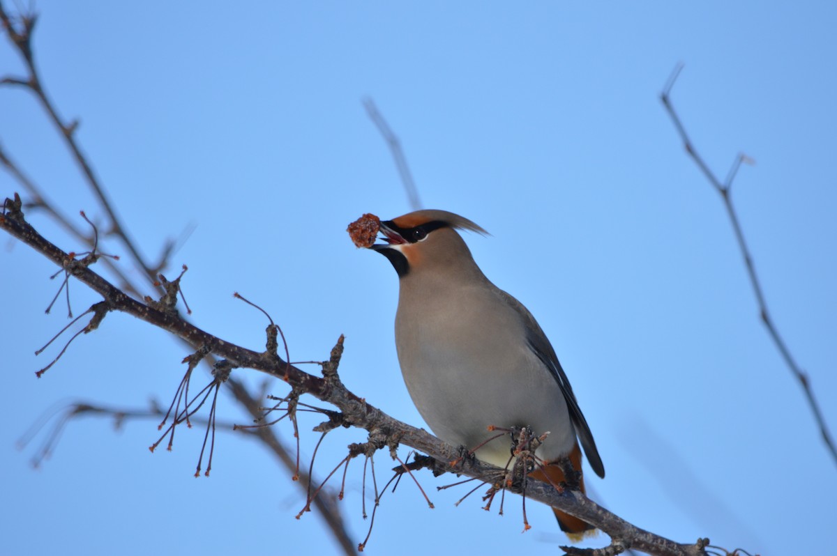 Ampelis Europeo - ML647369308