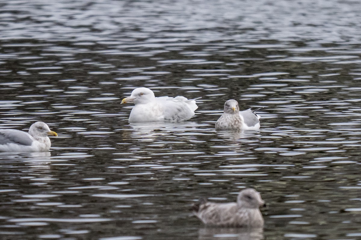 Glaucous Gull - ML647369347