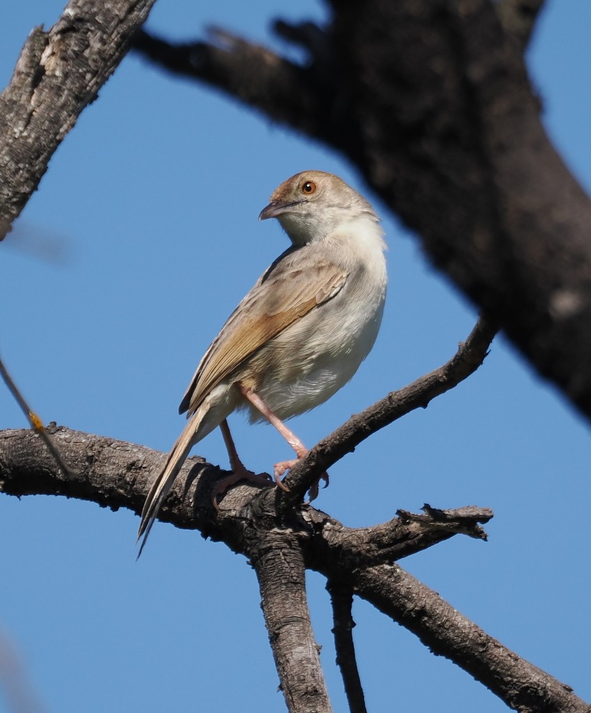 Rotscheitel-Zistensänger - ML647369349