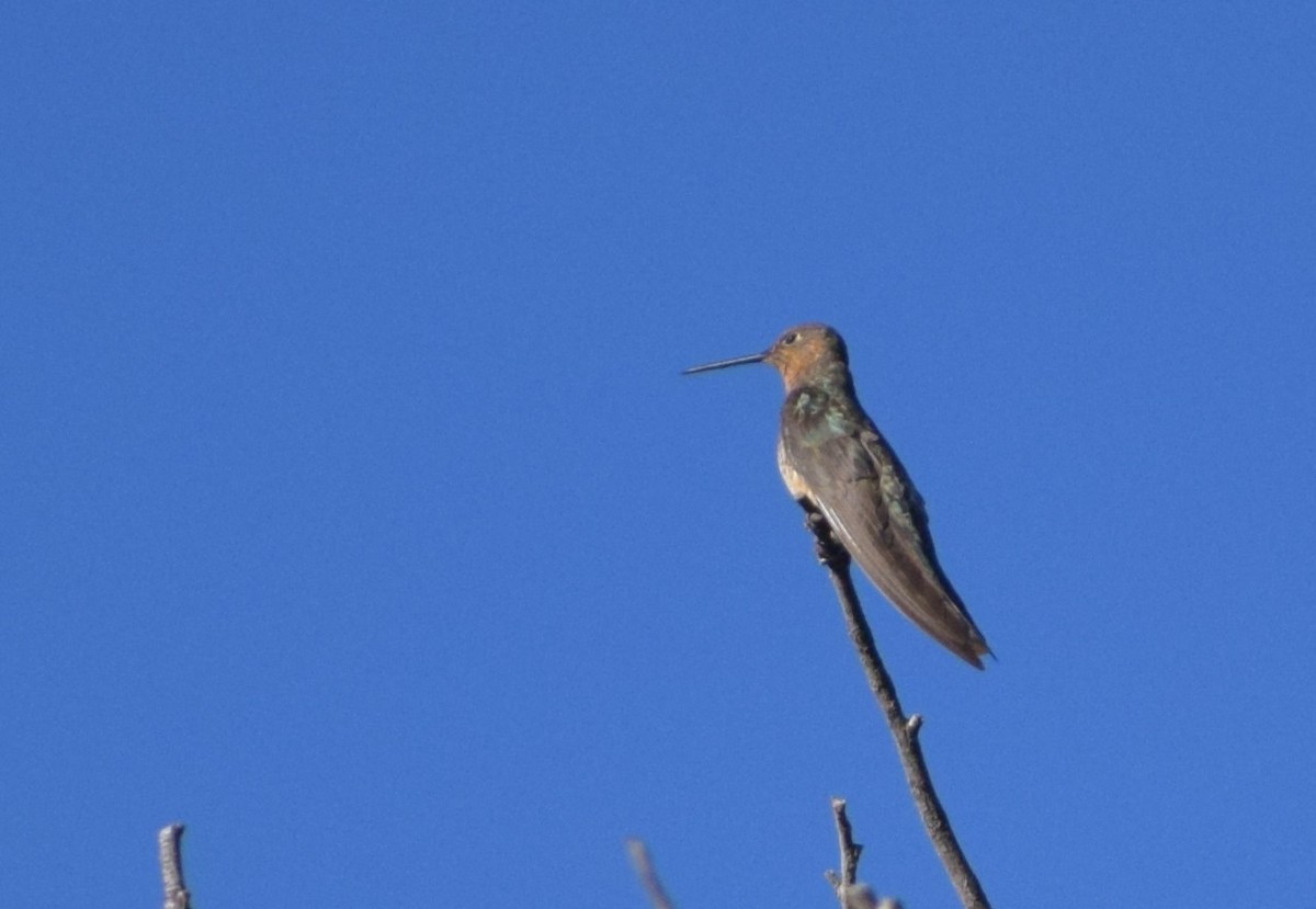 kolibřík velký - ML647369353