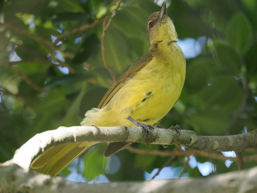 Yellow-bellied Greenbul - ML647369378