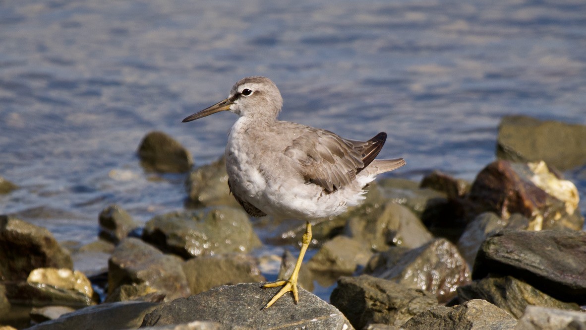 Playero Siberiano - ML647369380