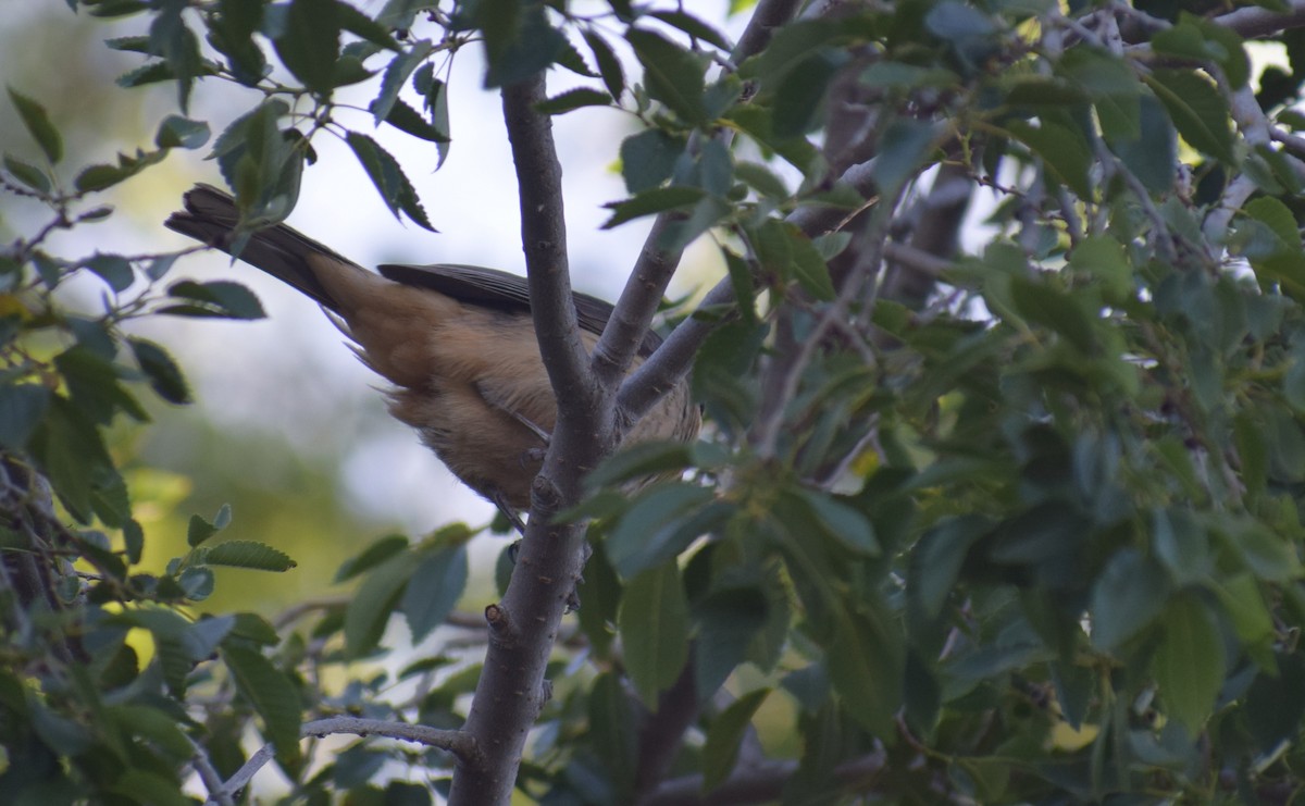 Golden-billed Saltator - ML647369399