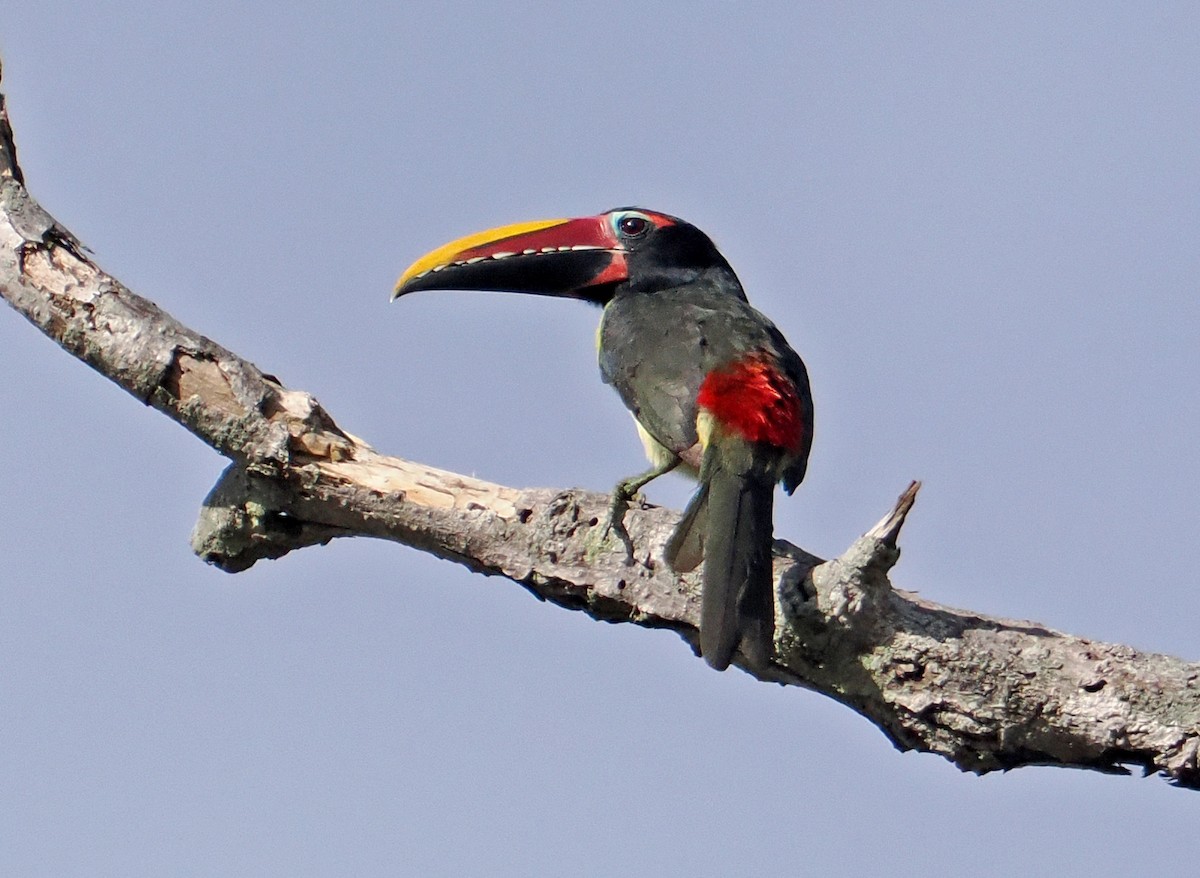Green Aracari - ML647369425