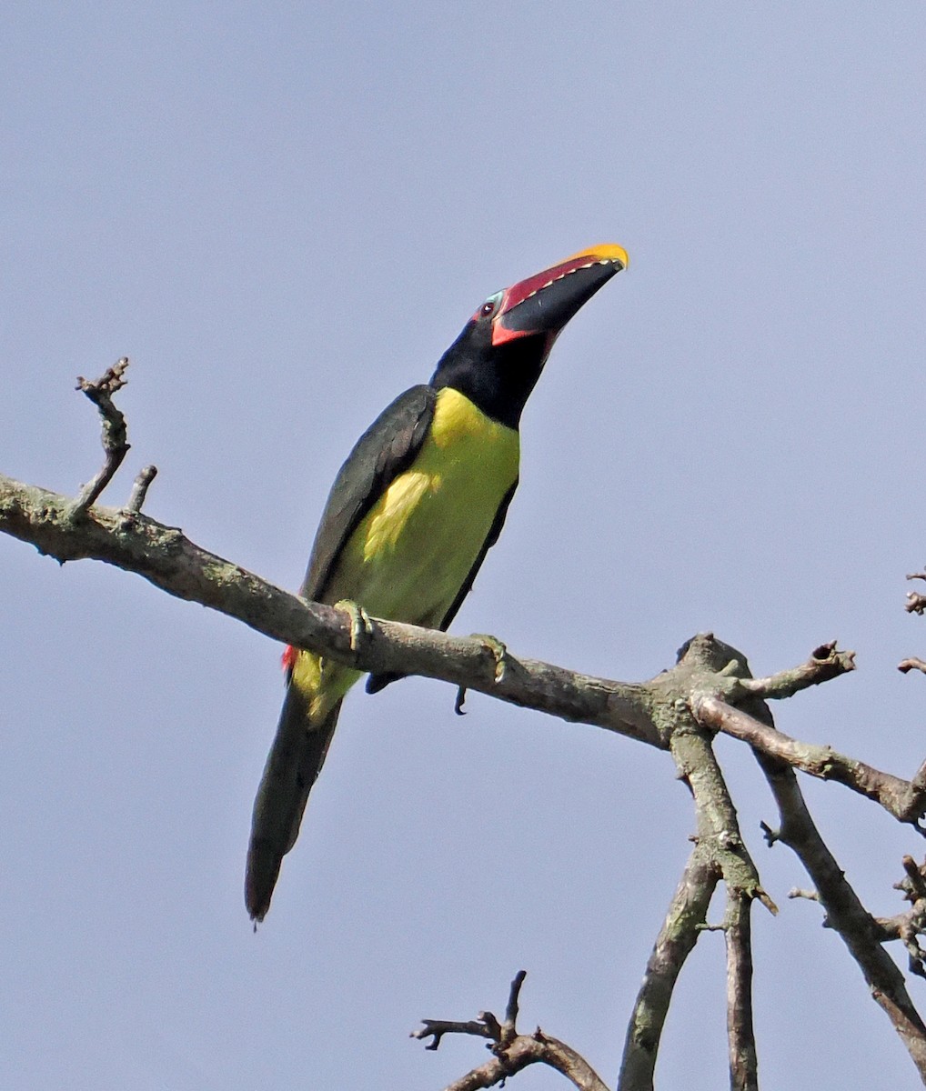 Green Aracari - ML647369426