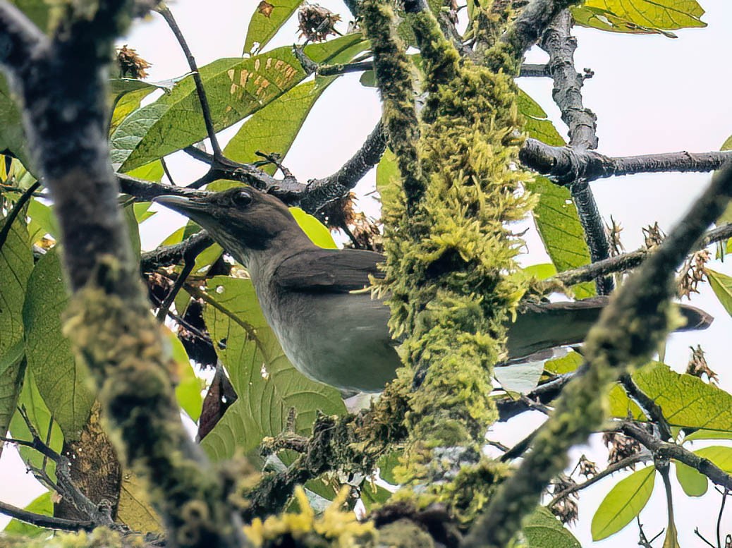 Black-billed Thrush (Amazonian) - ML647369431
