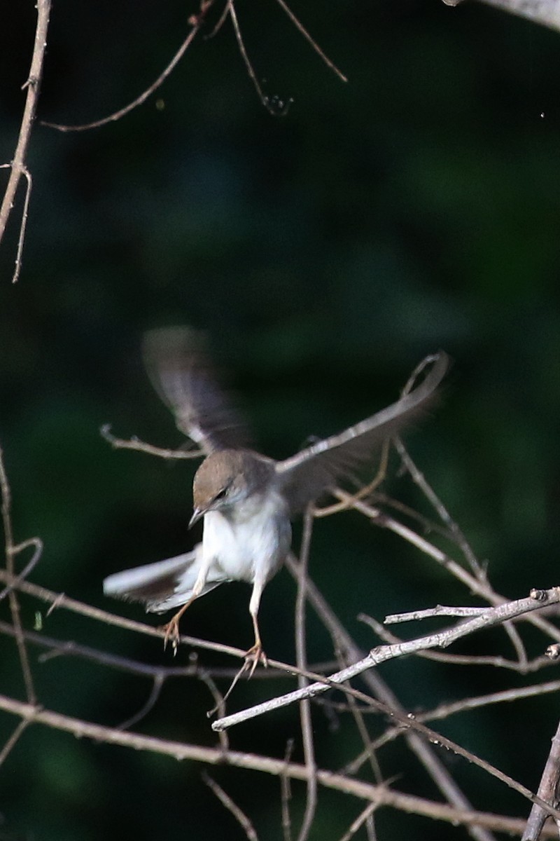 Greater Whitethroat - ML647369439