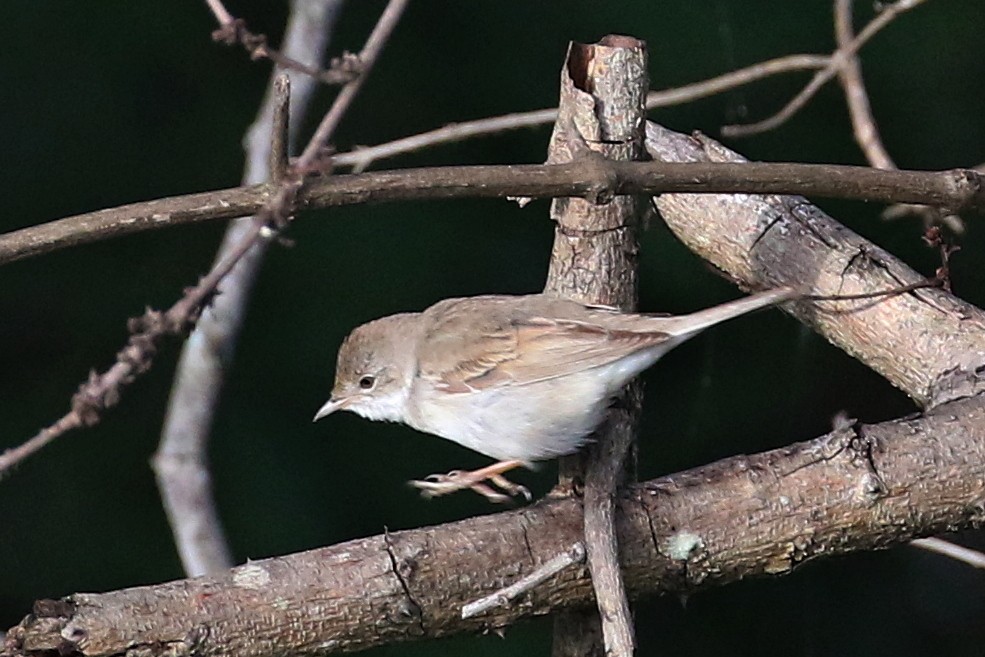Greater Whitethroat - ML647369440