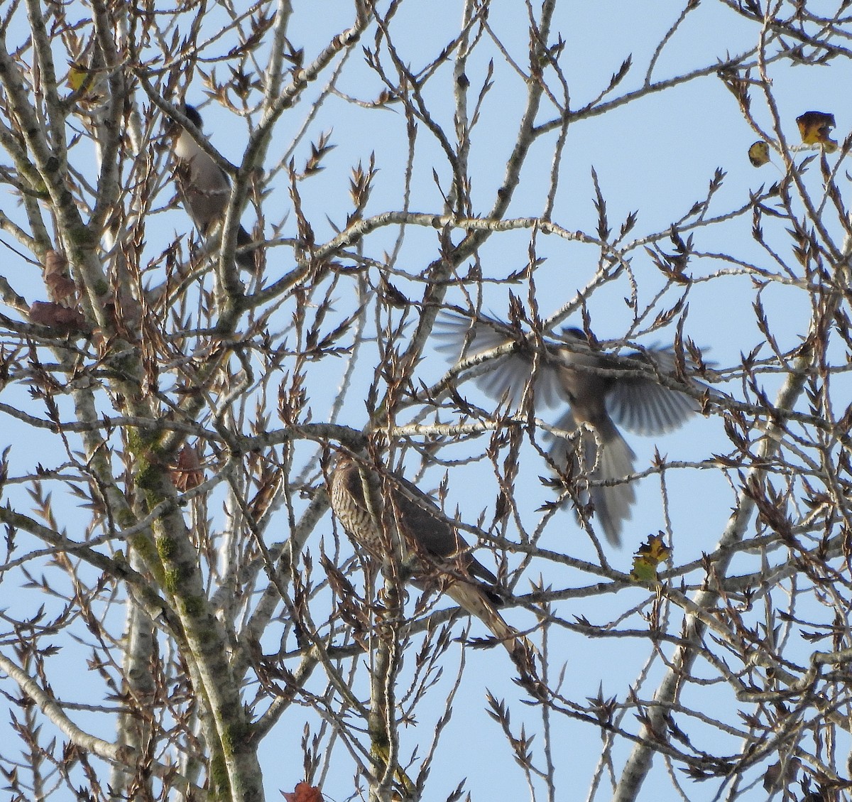 Eurasian Sparrowhawk - ML647369470
