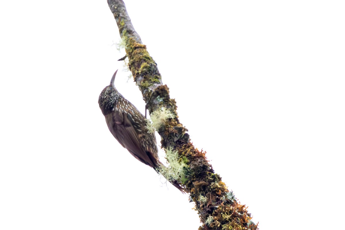 Dağ Tırmaşık - ML647369477