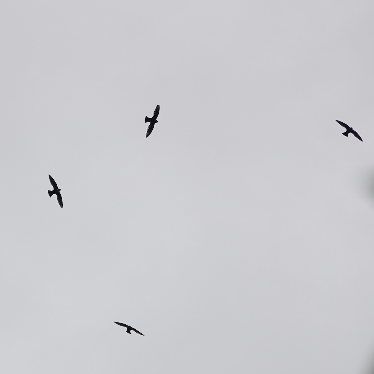 Halsbandsegler - ML647369481