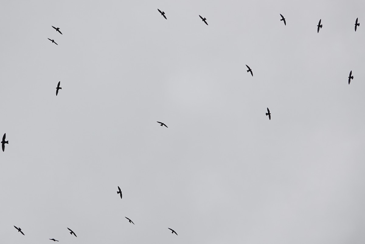 Halsbandsegler - ML647369482