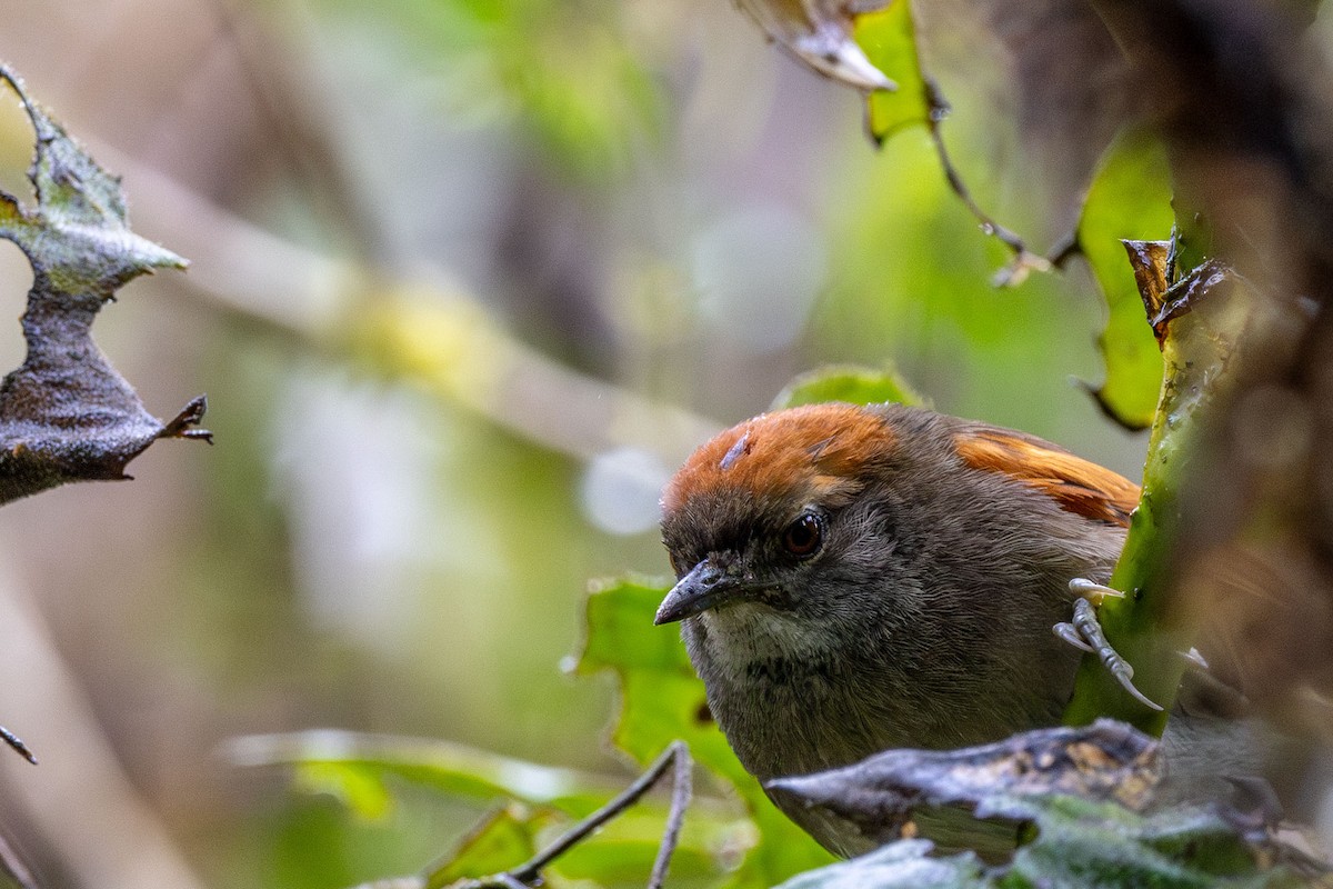 Azara's Spinetail - ML647369484