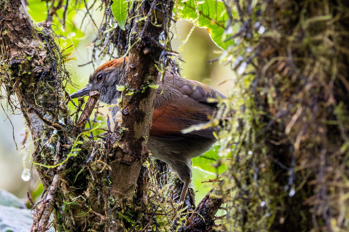 Azara's Spinetail - ML647369485