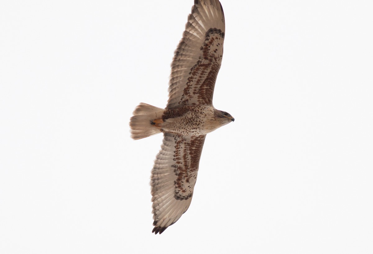 kongevåk - ML647369497