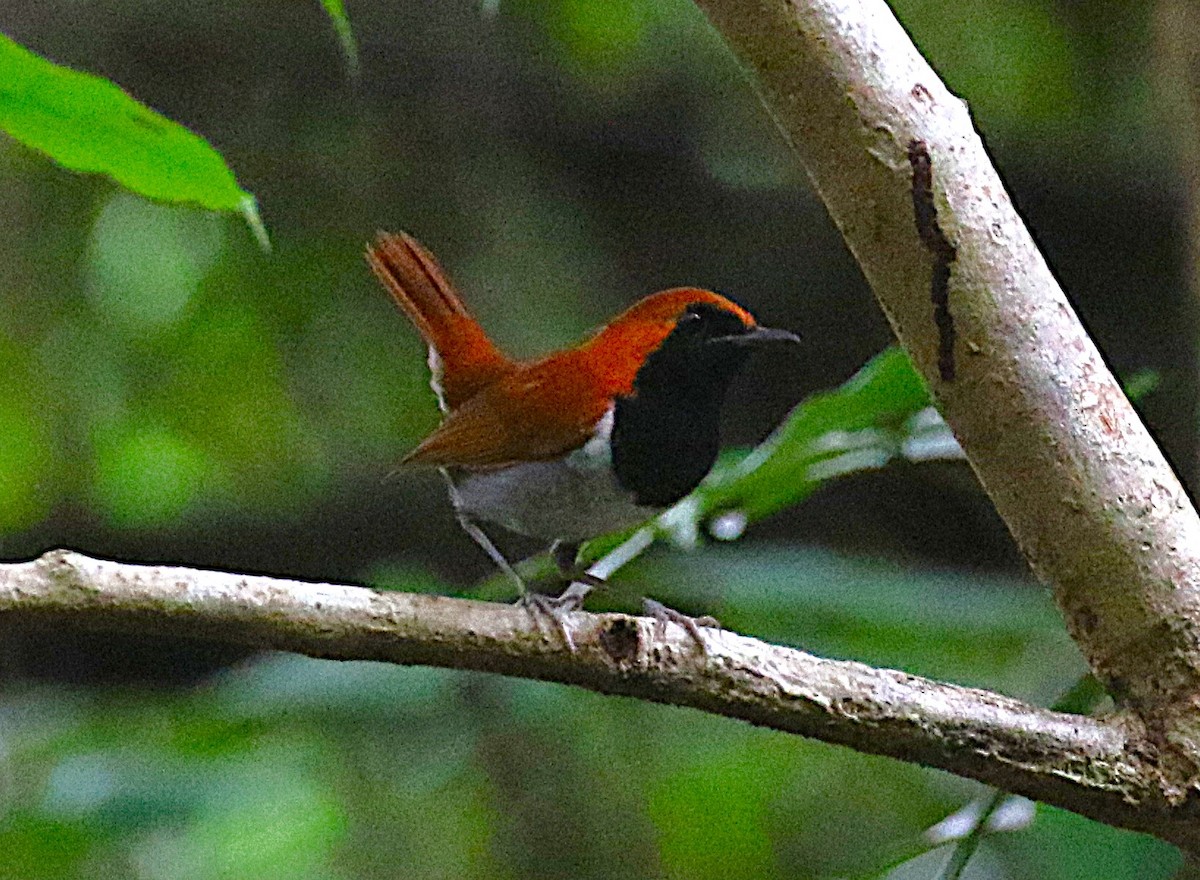 Okinawa Robin - ML647369504