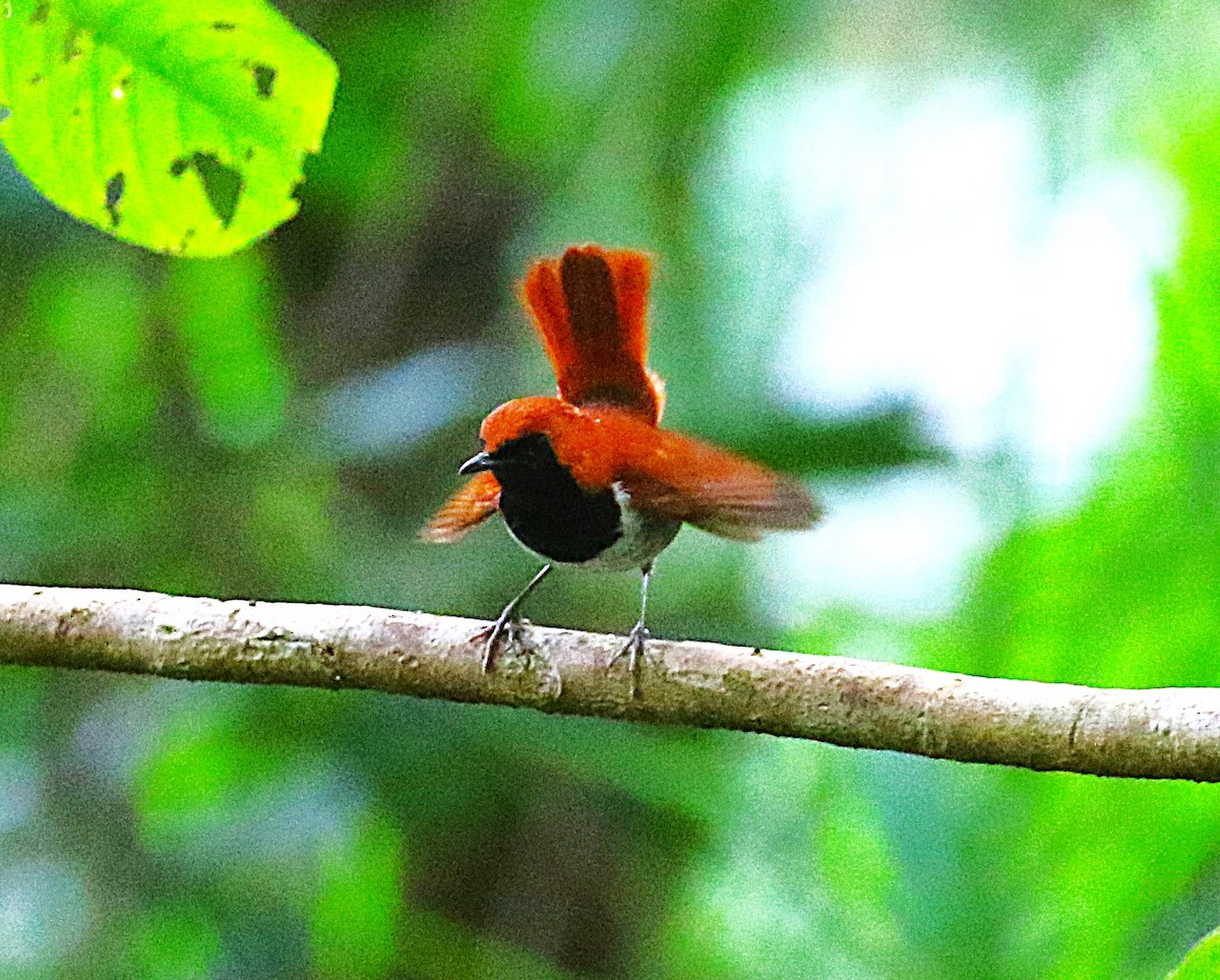 Okinawa Robin - ML647369506