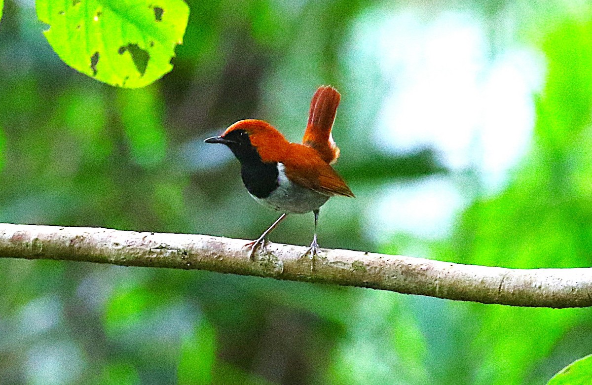 Okinawa Robin - ML647369508