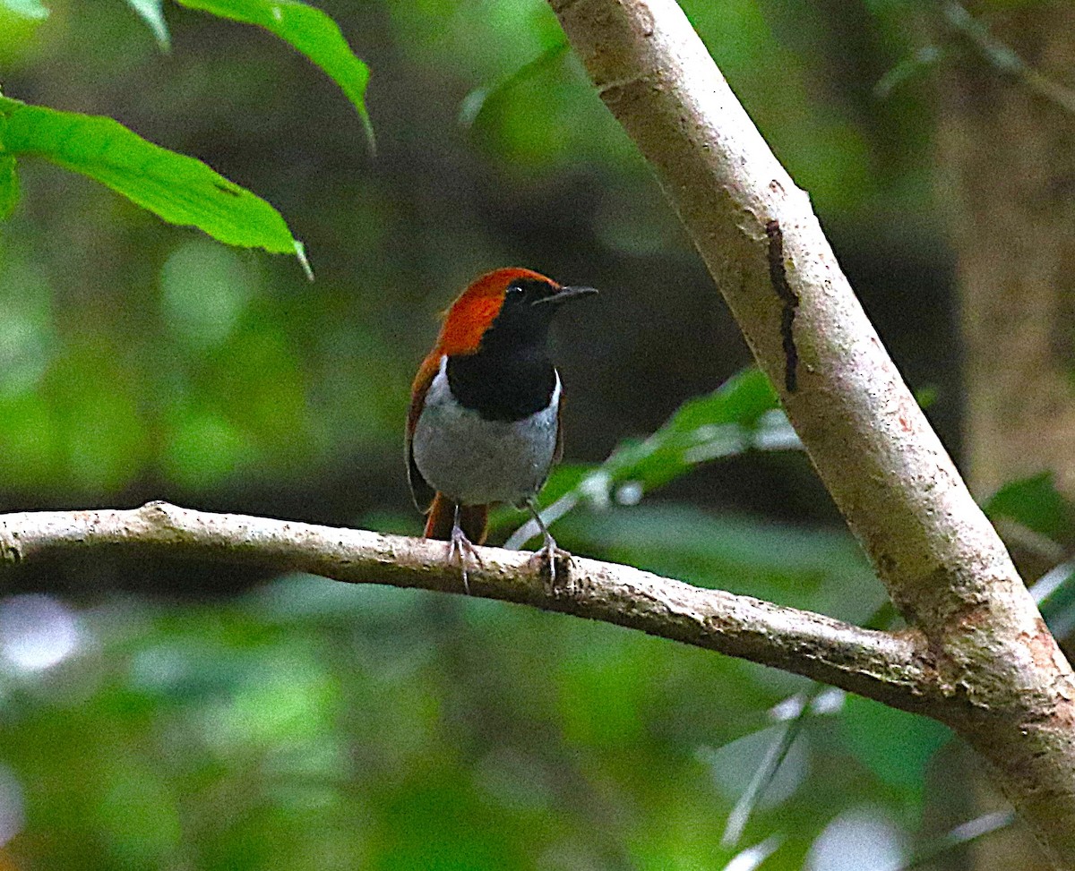 Okinawa Robin - ML647369509