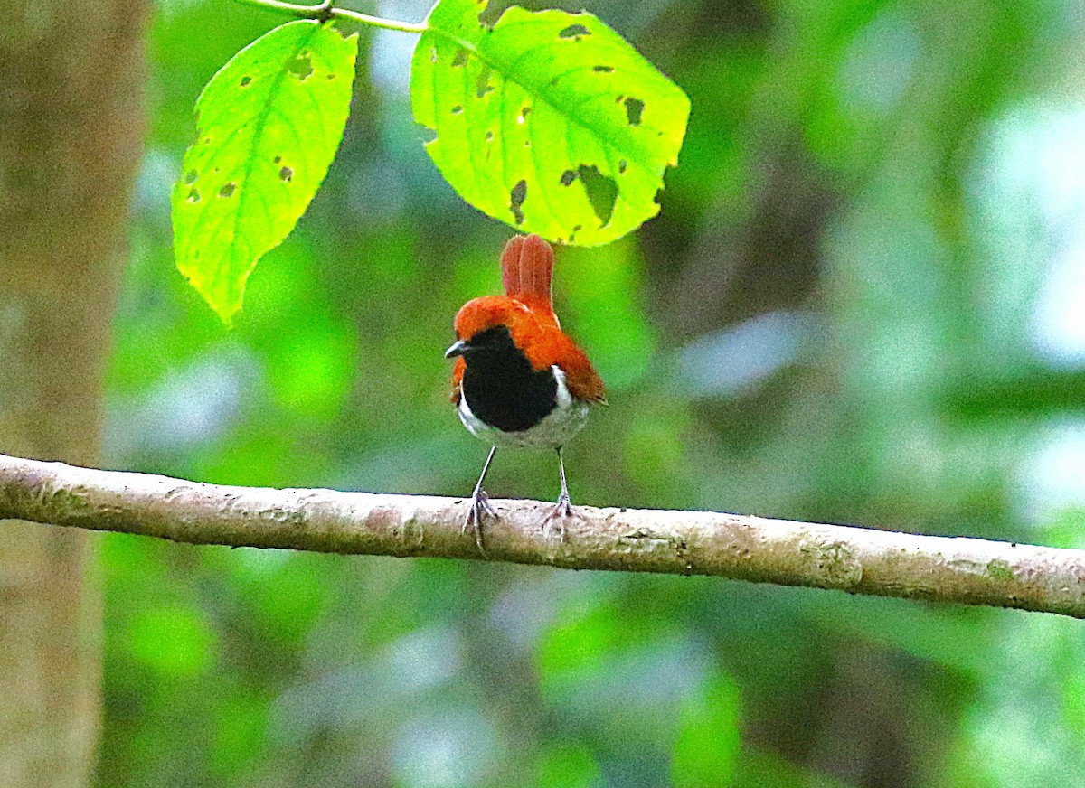 Okinawa Robin - ML647369510