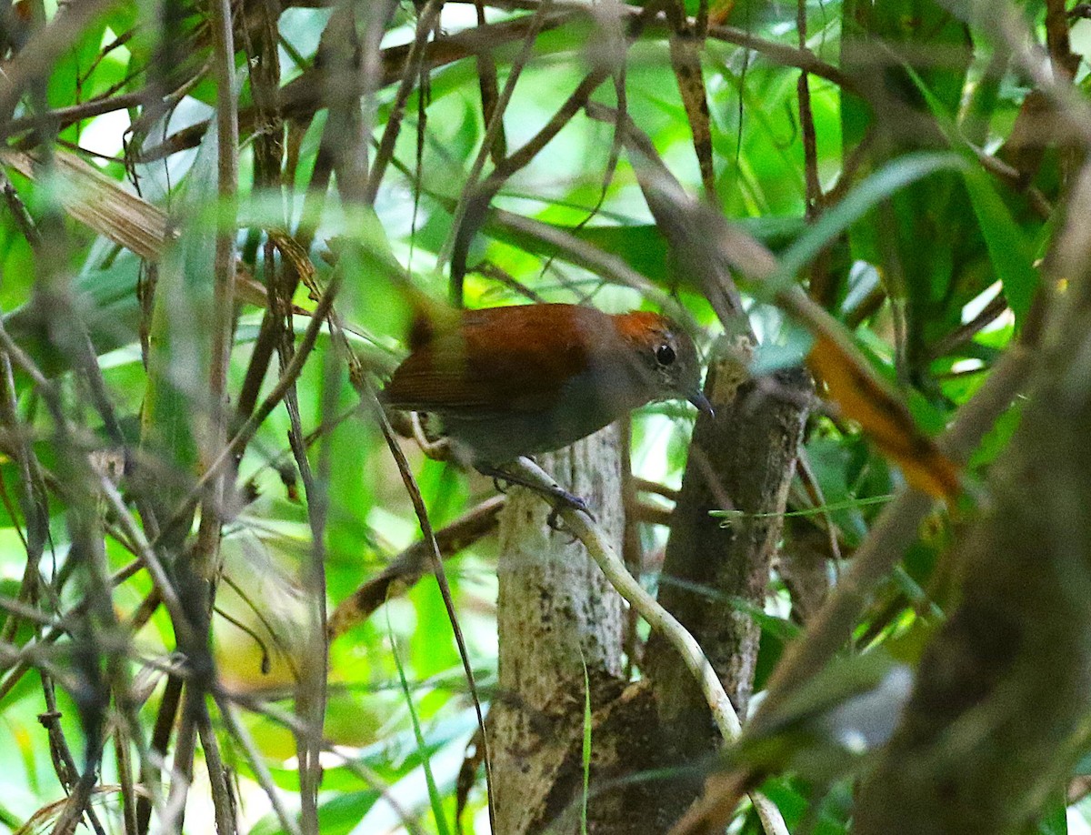 Okinawa Robin - ML647369513