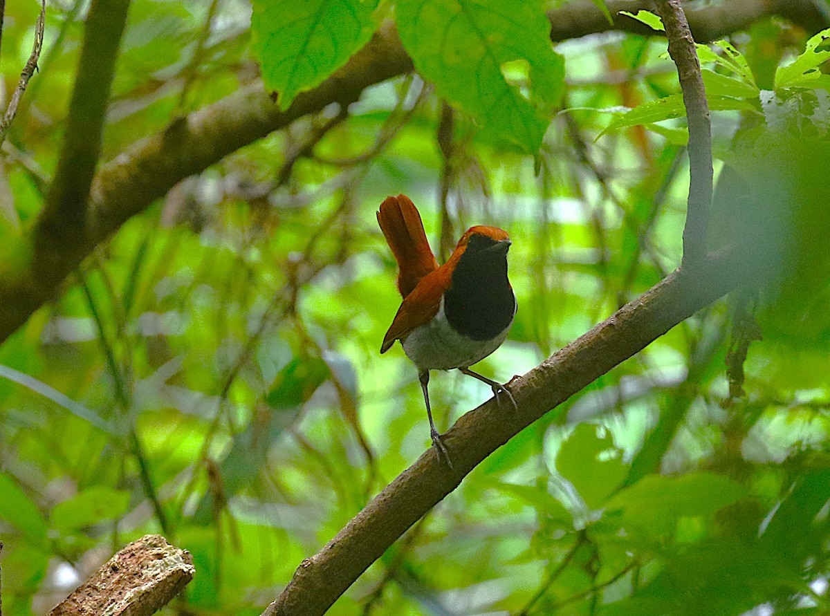 Okinawa Robin - ML647369514